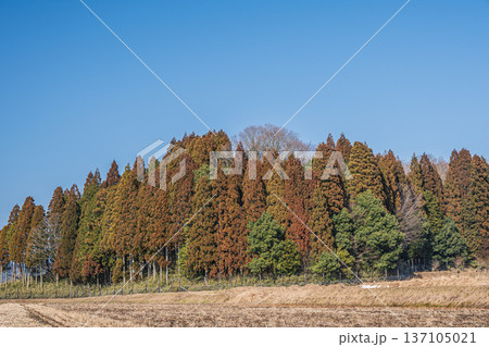 奥琵琶湖の棚田風景　滋賀県長浜市永原 137105021