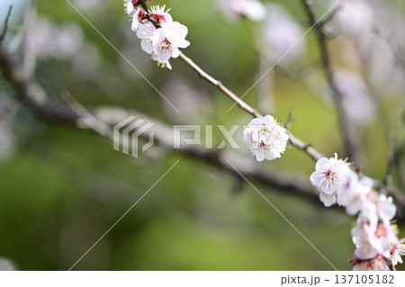 白梅 梅の木 花 春 2月 白梅 梅の木 花 春 2月 137105182
