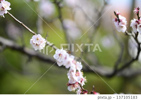 白梅 梅の木 花 春 2月 137105183