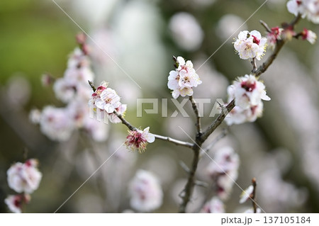 白梅 梅の木 花 春 2月 137105184