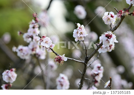 白梅 梅の木 花 春 2月 白梅 梅の木 花 春 2月 137105185