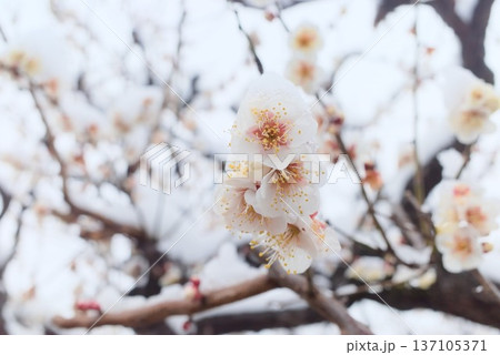 雪に包まれた梅の花 137105371