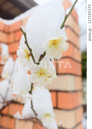 雪に包まれた梅の花 137105374