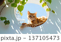 cute orange cat is lying in the window of an all-white minimalist villa, with vines hanging from above and blue sky outside.  137105473
