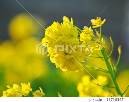 冬の琵琶湖　第1なぎさ公園　早咲きの菜 137105474