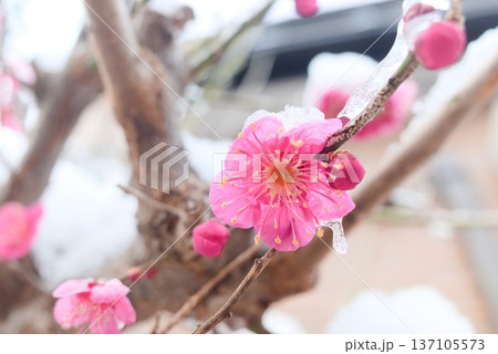 雪をまとった紅梅の花 雪をまとった紅梅の花 137105573