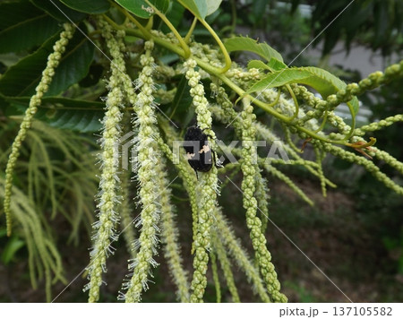 クリの花に来たクロハナムグリ クリの花に来たクロハナムグリ 137105582