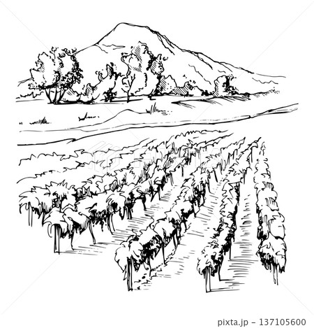 Vineyard panorama with cultivated vine rows, mountains and trees on horizon. Hand drawn in expressive ink lines. Isolated vector illustration. Wine labels, magazines, vineyard storytelling visuals. 137105600