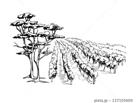 Stylized vineyard landscape, rhythmic grapevine rows across farmland, coastal pine, cedar tree closeup. Ink vector illustration, hand drawn. Wine branding, educational graphics, packaging accents. Stylized vineyard landscape, rhythmic grapevine rows across farmland, coastal pine, cedar tree closeup. Ink vector illustration, hand drawn. Wine branding, educational graphics, packaging accents. 137105609