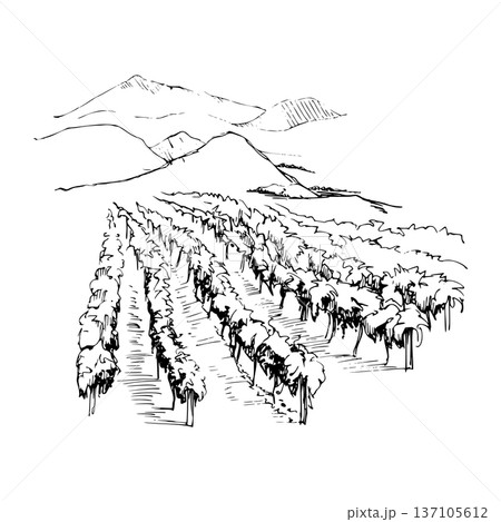 Minimal vineyard landscape composition with repeating vine rows, hills and mountains backdrop. Ink hand drawn vector illustration, isolated. Winery identity, editorial spreads, wine tourism materials. Minimal vineyard landscape composition with repeating vine rows, hills and mountains backdrop. Ink hand drawn vector illustration, isolated. Winery identity, editorial spreads, wine tourism materials. 137105612