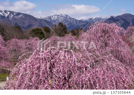 鈴鹿の森庭園 満開のしだれ梅 鈴鹿の観光スポット 枝垂れ梅の風景 三重県の花の名所 鈴鹿の森庭園 満開のしだれ梅 鈴鹿の観光スポット 枝垂れ梅の風景 三重県の花の名所 137105644