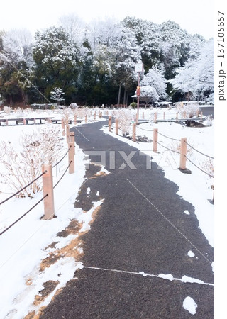 雪化粧した公園の園路と冬景色 137105657