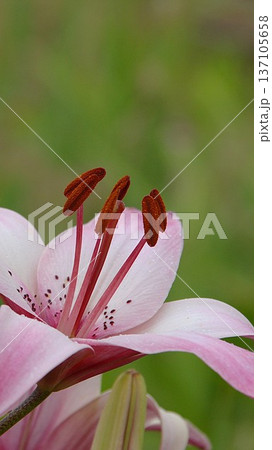 百合の花待ち受け壁紙百合 137105658