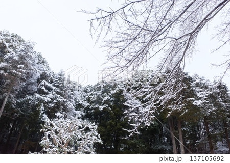 雪をまとった森と枝の冬風景 137105692