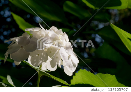 梅雨晴れの白い紫陽花 梅雨晴れの白い紫陽花 137105707