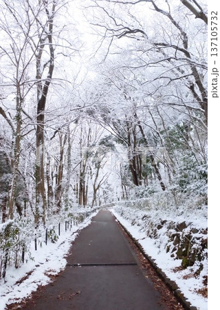 雪の森を抜ける冬の遊歩道 雪の森を抜ける冬の遊歩道 137105732