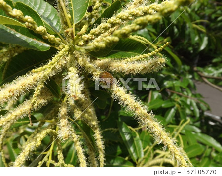 クリの花に来たコアオハナムグリ 137105770