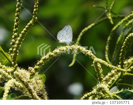 クリの花に来たルリシジミ 137105771