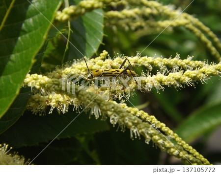 クリの花に来たキイロトラカミキリ 137105772