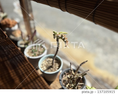 窓際で育てる多肉植物 窓際で育てる多肉植物 137105915