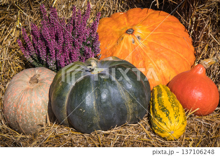 Autumnal decoration made of vegetables and plants. Agriculture on autumn 137106248