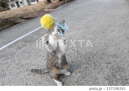 パンチを出す可愛い猫 パンチを出す可愛い猫 137106261