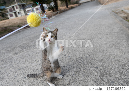 パンチを出す可愛い猫 パンチを出す可愛い猫 137106262