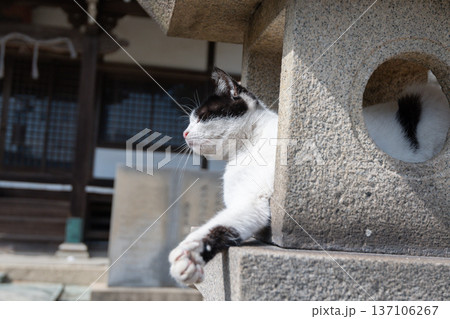 神社の石灯篭でくつろぐ可愛い猫 137106267