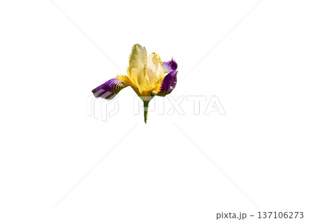 Flower head of purple yellow iris variety Siberian Flower head of purple yellow iris variety Siberian 137106273