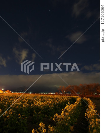 冬の琵琶湖　夕暮れの第1なぎさ公園　早咲きの菜の花畑 137106364