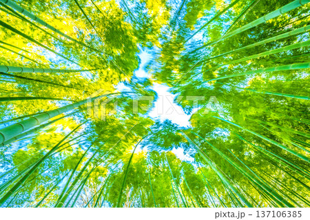 日本の横浜都市景観強風に揺れる竹林。春の陽気…先端の黄色味が太陽光を浴びより黄金色に=2月28日 日本の横浜都市景観強風に揺れる竹林。春の陽気…先端の黄色味が太陽光を浴びより黄金色に=2月28日 137106385