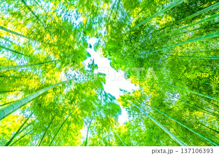 日本の横浜都市景観強風に揺れる竹林。春の陽気…先端の黄色味が太陽光を浴びより黄金色に＝2月28日 137106393