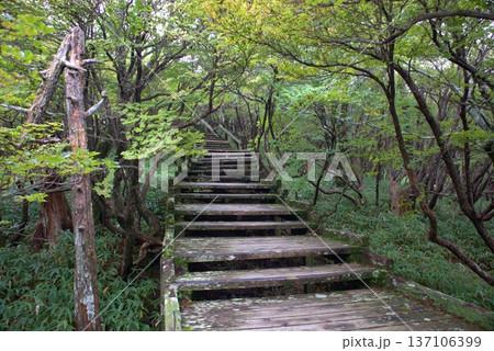 初夏の緑が美しい大台ヶ原の登山道と木の階段 初夏の緑が美しい大台ヶ原の登山道と木の階段 137106399