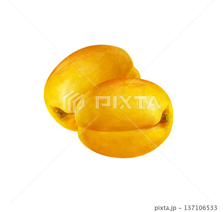 Two watercolor ripe apricots. Botanical illustration on an isolated background. Realistic clipart with juicy orange fruits for the design of jams, juices, pastries, cosmetics. Two watercolor ripe apricots. Botanical illustration on an isolated background. Realistic clipart with juicy orange fruits for the design of jams, juices, pastries, cosmetics. 137106533