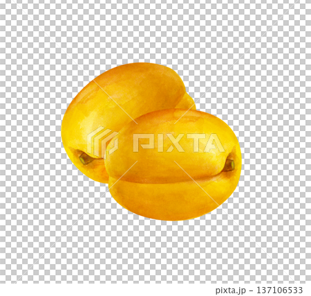 Two watercolor ripe apricots. Botanical illustration on an isolated background. Realistic clipart with juicy orange fruits for the design of jams, juices, pastries, cosmetics. Two watercolor ripe apricots. Botanical illustration on an isolated background. Realistic clipart with juicy orange fruits for the design of jams, juices, pastries, cosmetics. 137106533