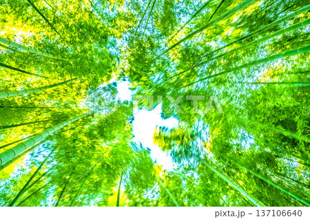 日本の横浜都市景観強風に揺れる竹林。春の陽気…先端の黄色味が太陽光を浴びより黄金色に＝2月28日 137106640