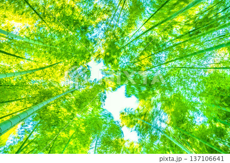 日本の横浜都市景観強風に揺れる竹林。春の陽気…先端の黄色味が太陽光を浴びより黄金色に＝2月28日 137106641