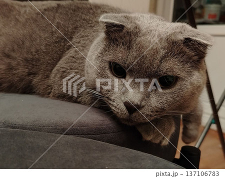 Gray scottish fold cat reclining on sofa armrest for pet portrait background and cozy indoor banner design 137106783