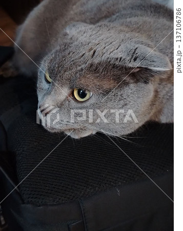 Closeup portrait of gray scottish fold cat resting on bag with golden eyes for pet portrait background and detail texture design 137106786