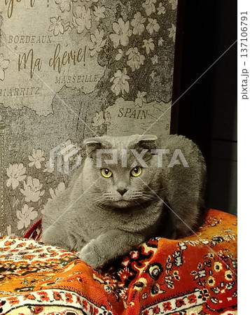 Gray folded ear cat perched on patterned rug with decorative map backdrop for cozy interior wallpaper and home decor poster design Gray folded ear cat perched on patterned rug with decorative map backdrop for cozy interior wallpaper and home decor poster design 137106791