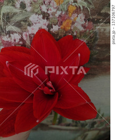Red amaryllis flower close up with textured background for floral background and botanical poster design Red amaryllis flower close up with textured background for floral background and botanical poster design 137106797