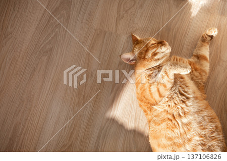 Ginger cat lying on wooden floor Ginger cat lying on wooden floor 137106826
