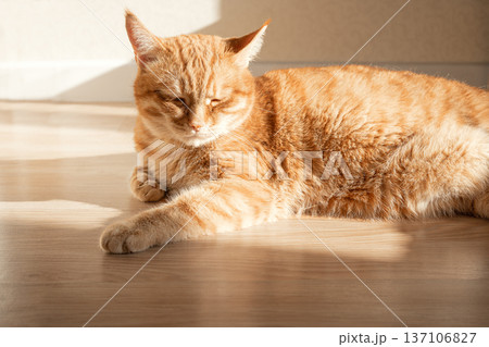 Ginger cat lying in sunlight indoor Ginger cat lying in sunlight indoor 137106827