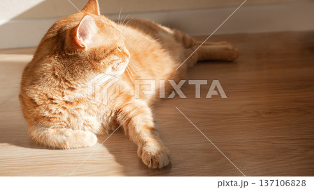 Ginger cat lying on wooden floor 137106828