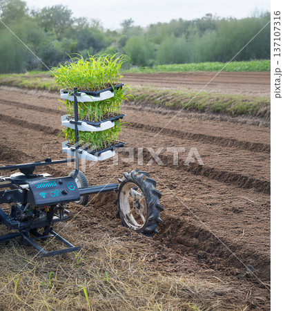 Vegetable transplanter robotic while inserting seedlings on ground in farmland. Vegetable transplanter robotic while inserting seedlings on ground in farmland. 137107316