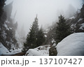 Foggy winter forest landscape with snow covered pines 137107427