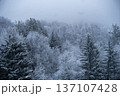Snowy forest landscape with evergreen trees and falling snow 137107428