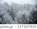 Snowy forest landscape with evergreen trees and falling snow 137107429