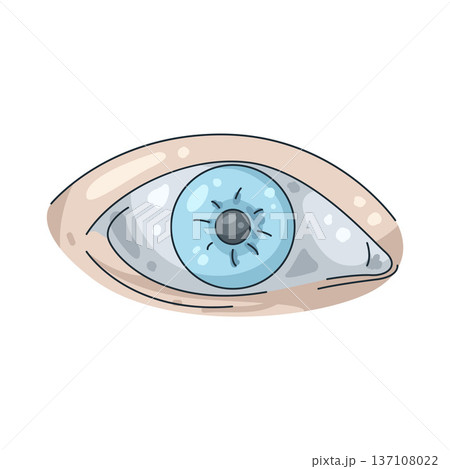 Illustration of human eye Illustration of human eye 137108022