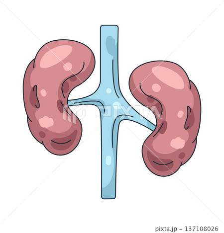 Illustration of human kidney 137108026